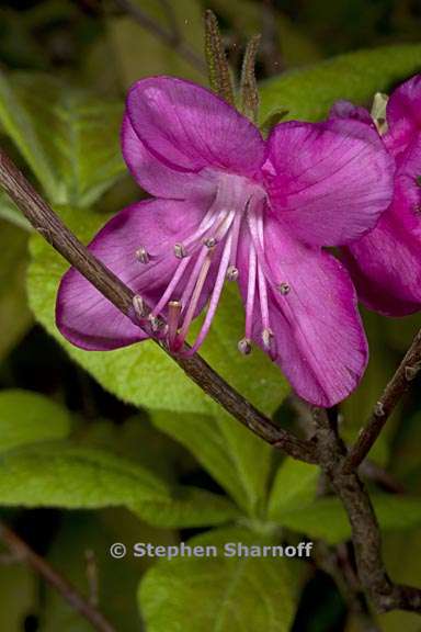 rhododendron albrechtii 1 graphic